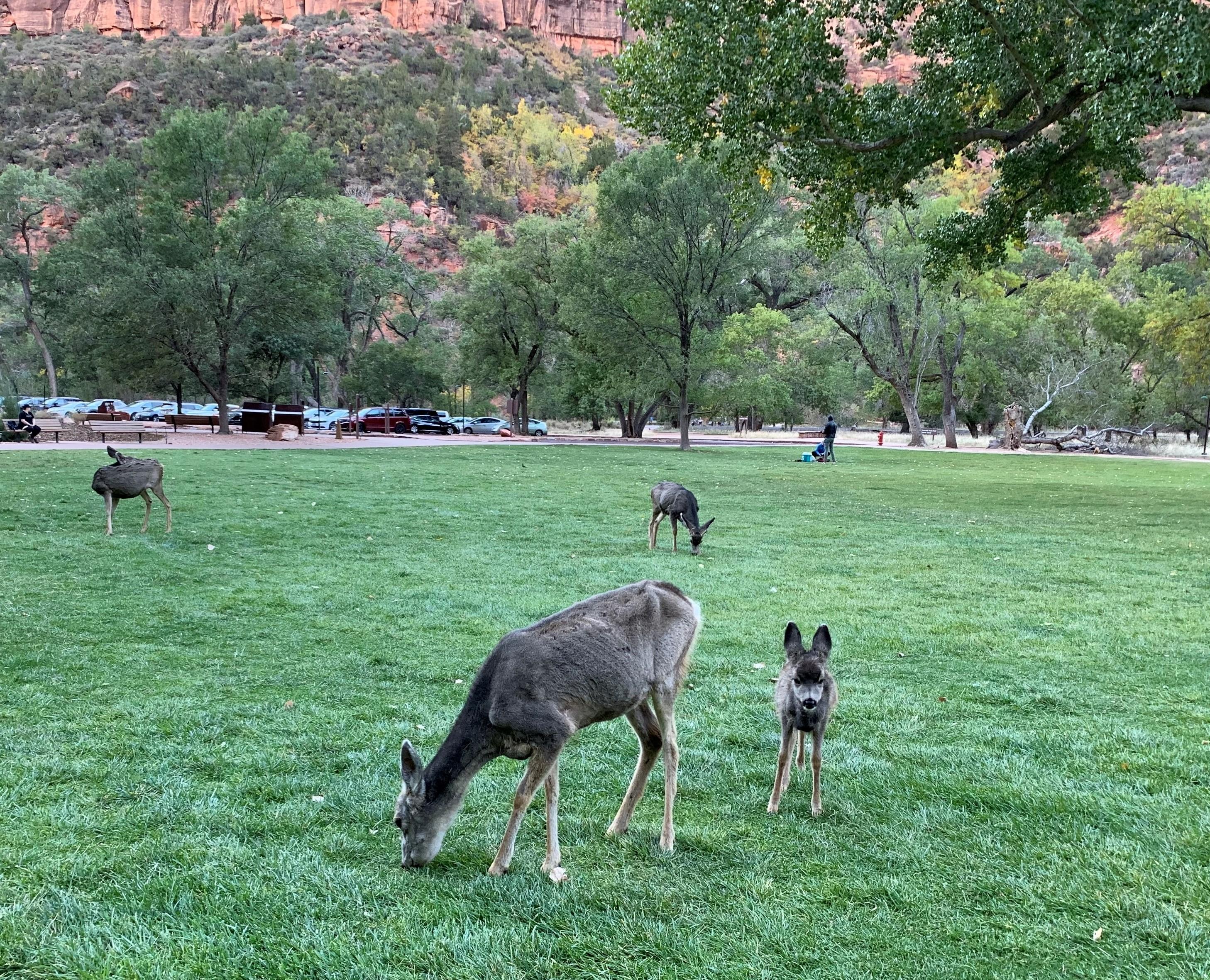 Zion NP